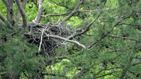 eagles nest