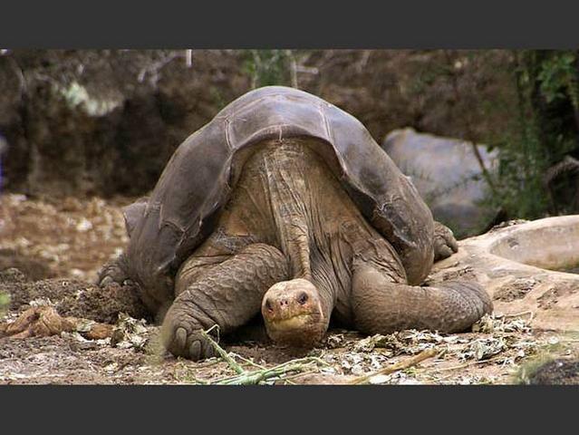 20120720-lonesome-george-pinta-island-tortoise.jpg.644x0_q70_crop-smart (Copy)